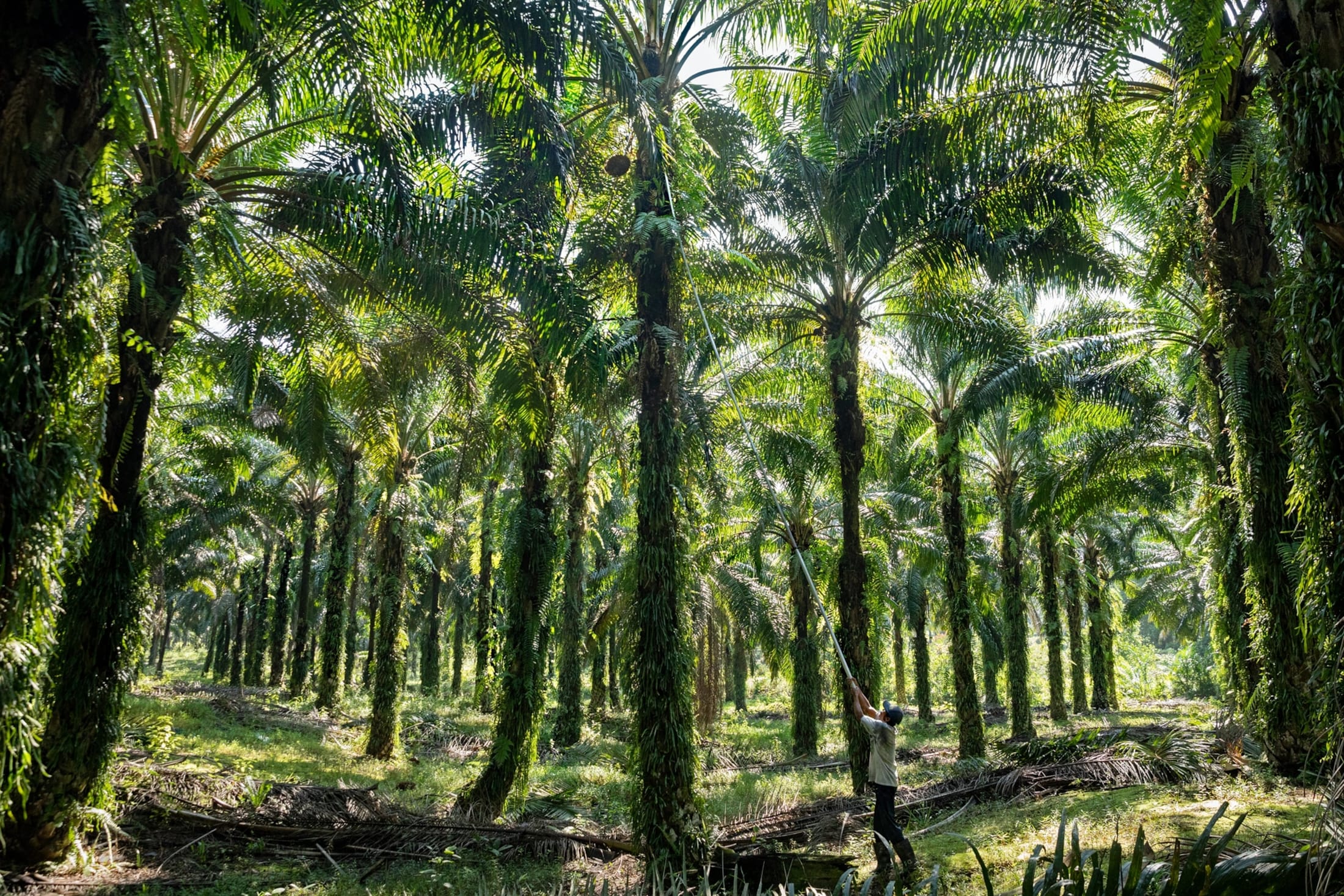 Harvesting palm fruit bunches in a plantation